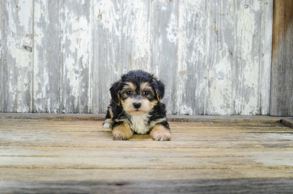 Happy Morkie Baby