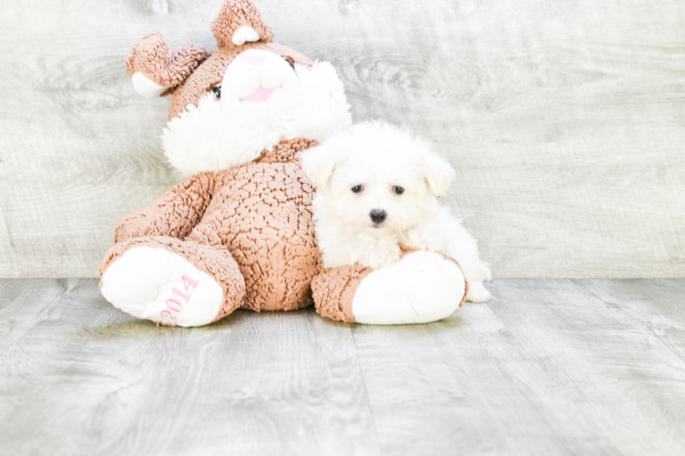 Maltese Pup Being Cute