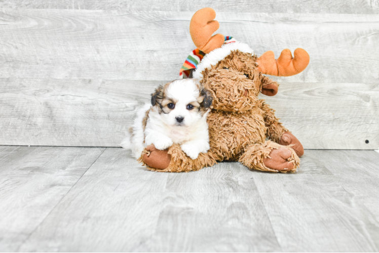 Playful Shichon Designer Puppy