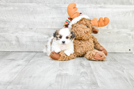 Playful Shichon Designer Puppy