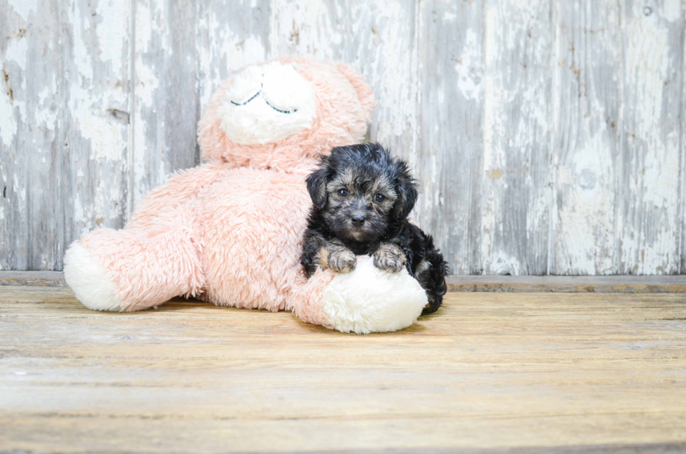 Adorable Yorkie Doodle Poodle Mix Puppy