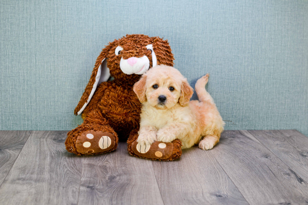 Mini Goldendoodle Pup Being Cute