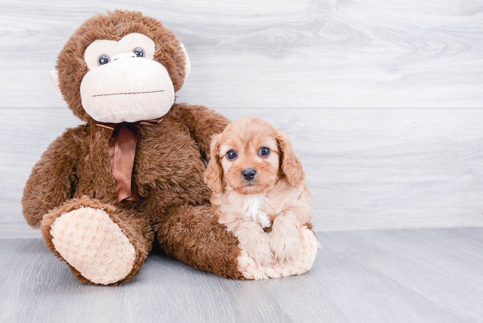 Little Cavoodle Poodle Mix Puppy