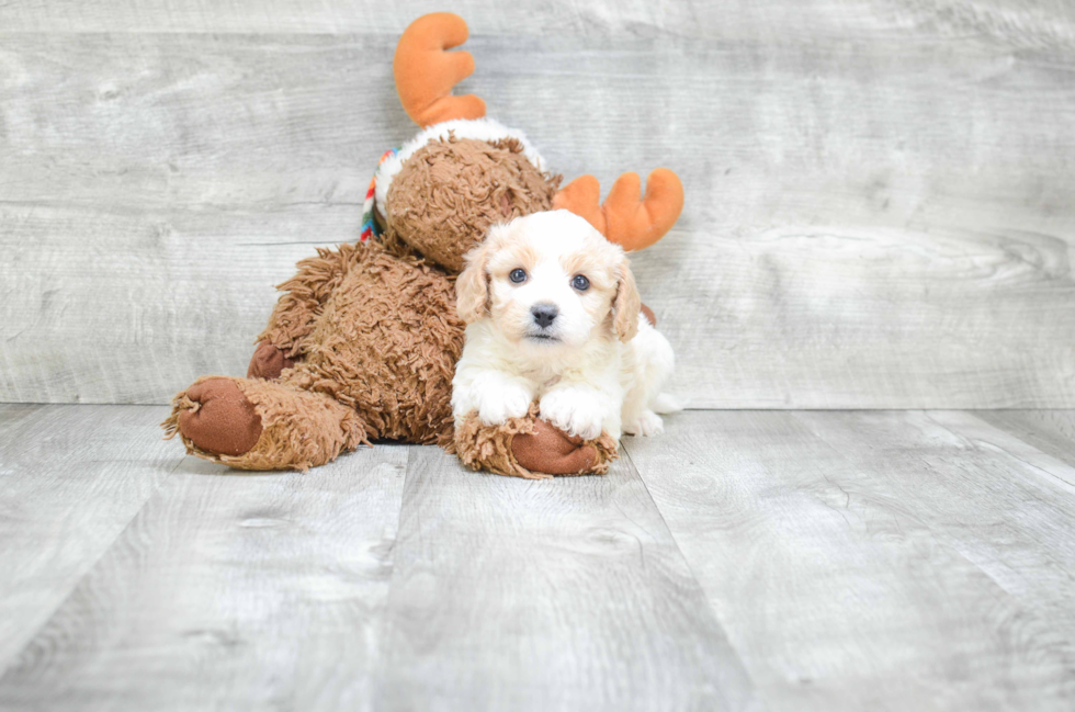 Cavachon Pup Being Cute