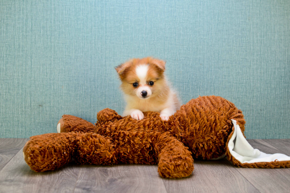 Little Pomeranian Baby