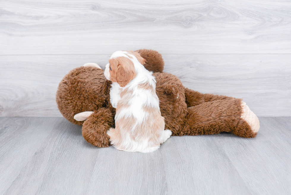 Small Cavalier King Charles Spaniel Baby