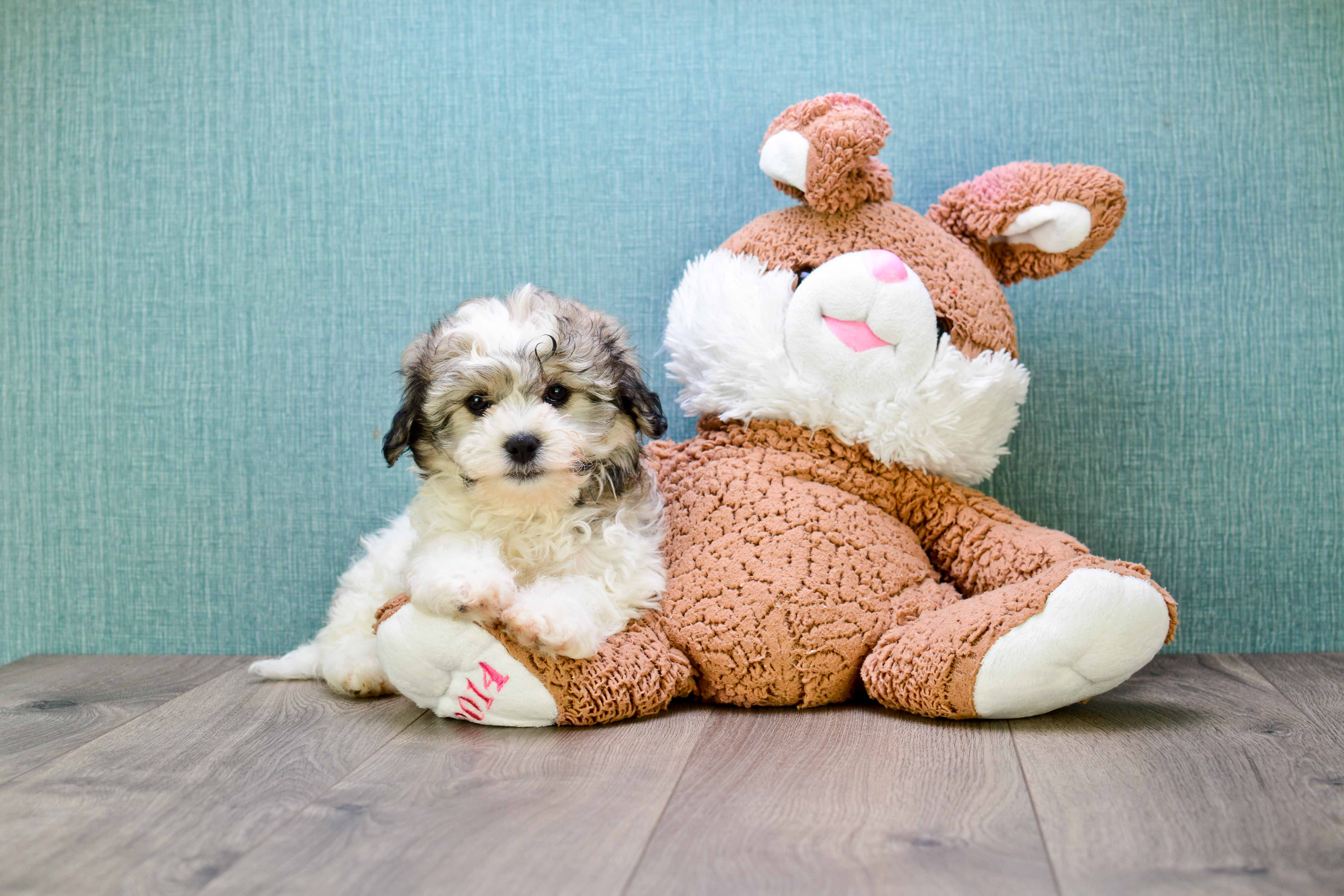Teddy Bear Pup Being Cute
