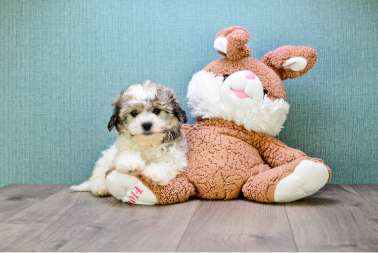 Teddy Bear Pup Being Cute