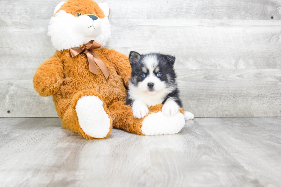 Pomsky Puppy for Adoption