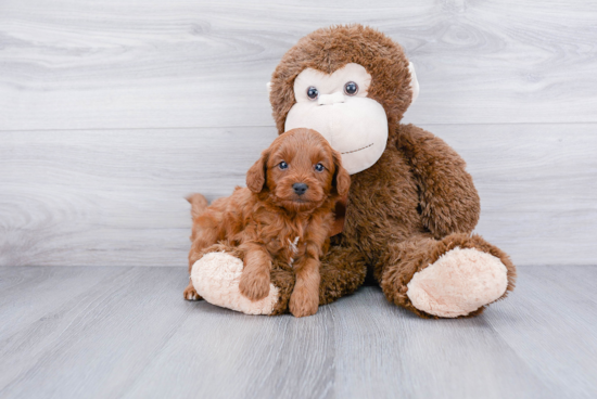 Energetic Cavoodle Poodle Mix Puppy