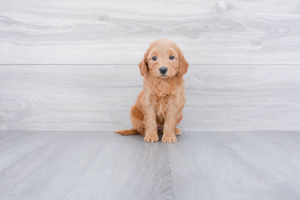 Mini Goldendoodle Pup Being Cute