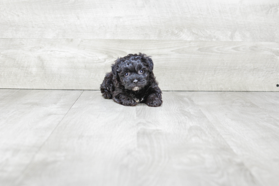 Adorable Yorkie Doodle Poodle Mix Puppy