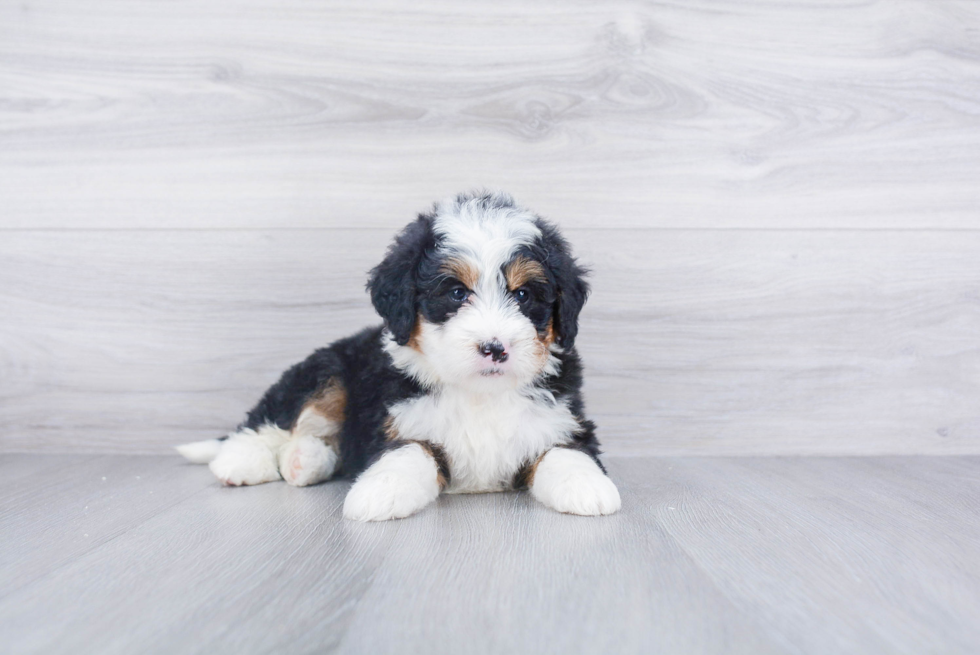 Funny Mini Bernedoodle Poodle Mix Pup