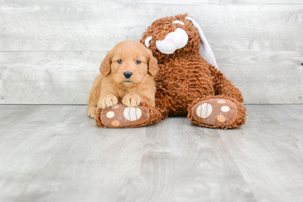 Best Mini Goldendoodle Baby