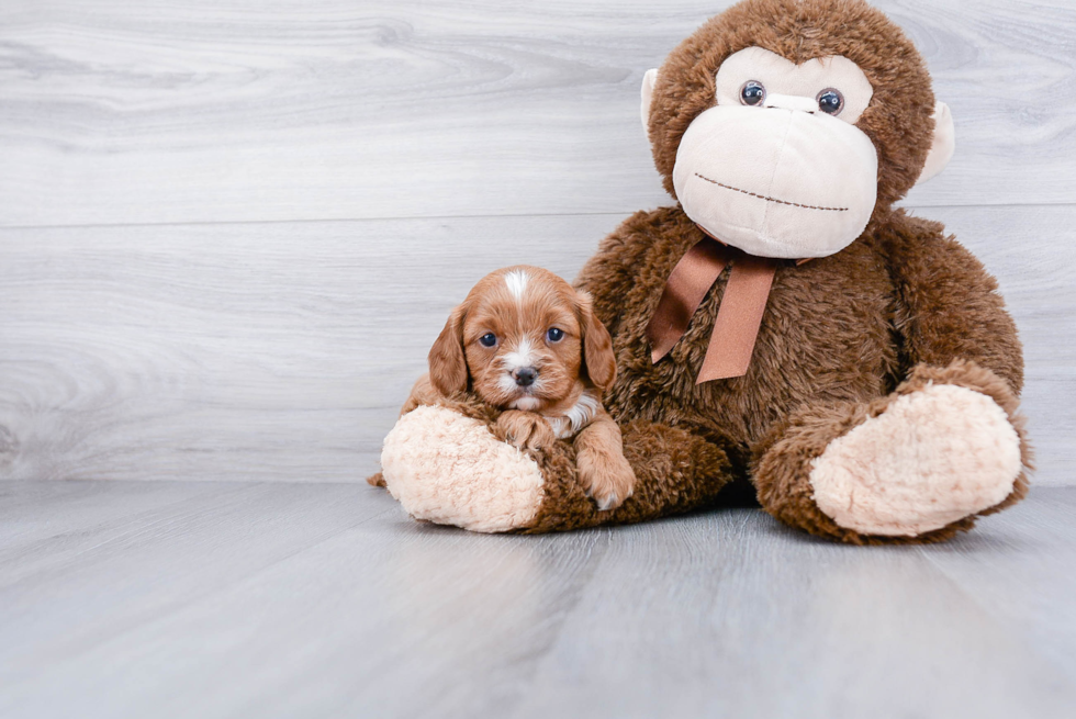 Best Cavapoo Baby