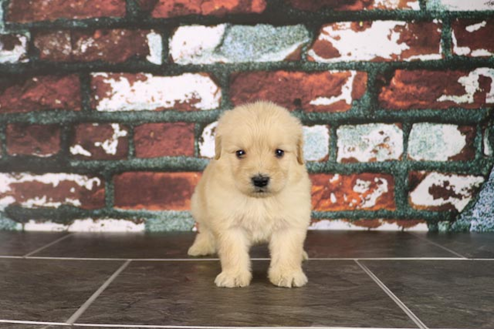 Mini Goldendoodle Pup Being Cute