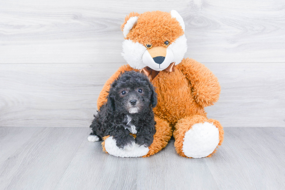 Friendly Maltipoo Baby