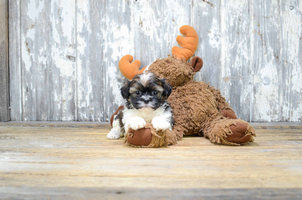 Teddy Bear Pup Being Cute