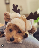 Sweet Maltepoo Poodle Mix Pup