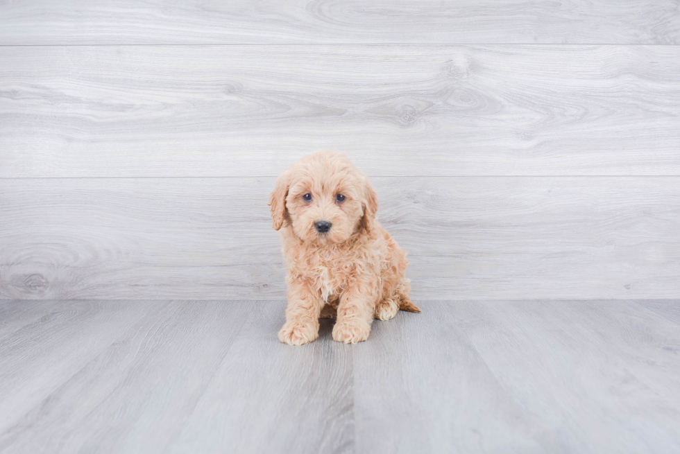 Mini Goldendoodle Puppy for Adoption