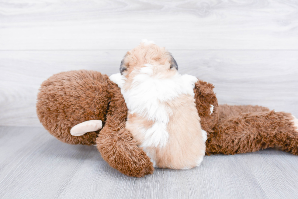 Smart Teddy Bear Designer Pup