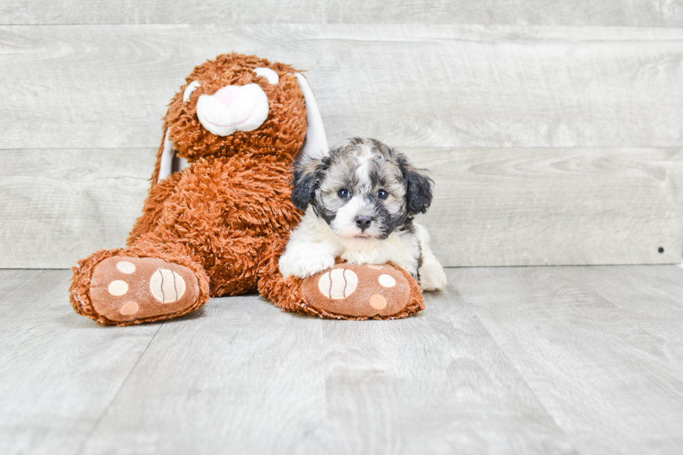 Funny Havanese Baby