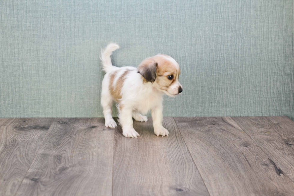 Adorable Havanese Purebred Puppy