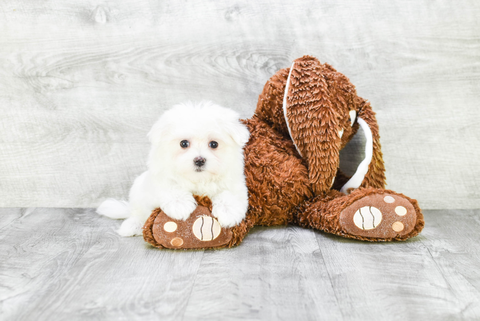 Friendly Maltese Purebred Pup