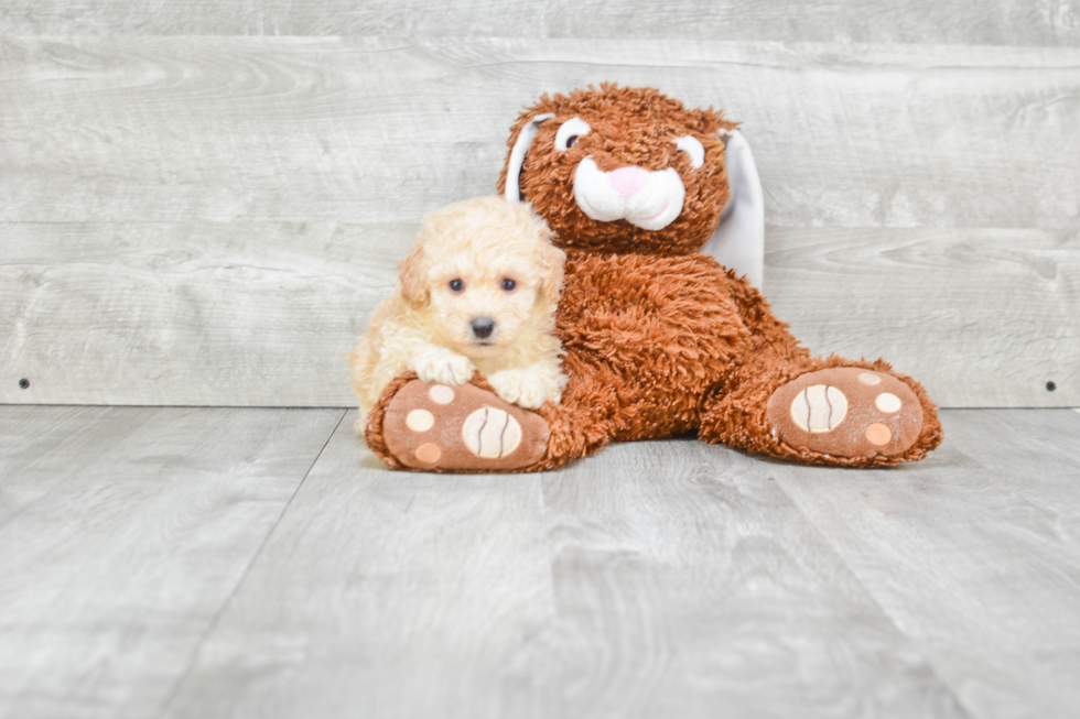 Sweet Maltipoo Baby