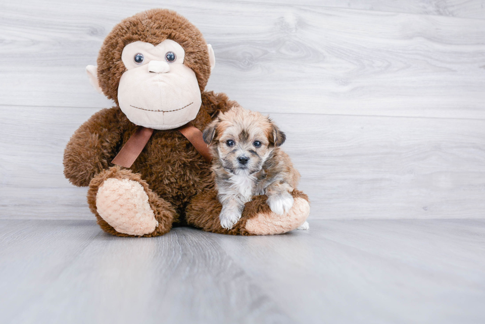 Sweet Morkie Baby