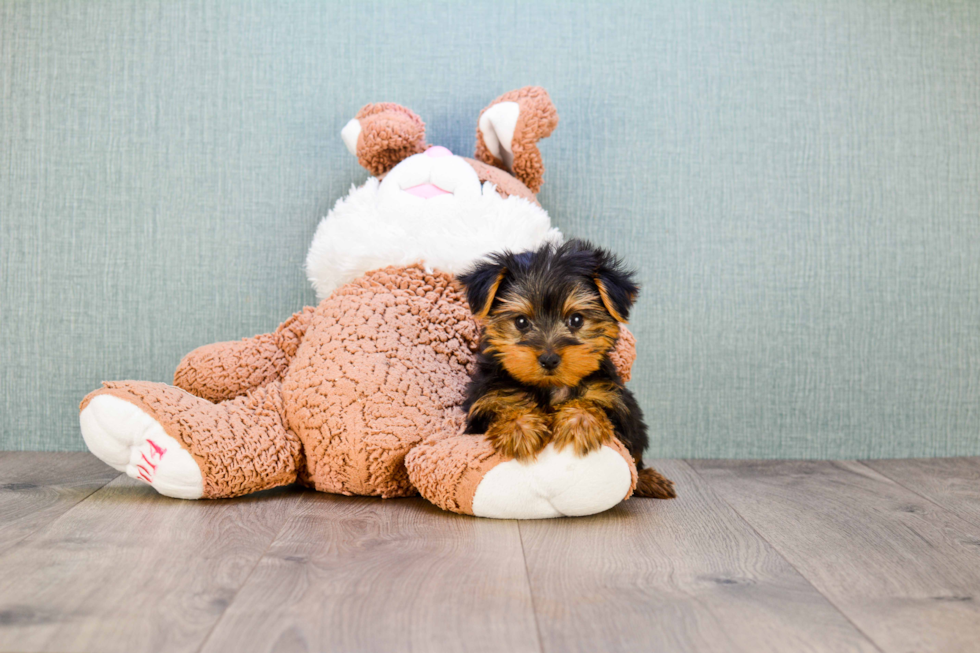 Meet Rascal - our Yorkshire Terrier Puppy Photo 