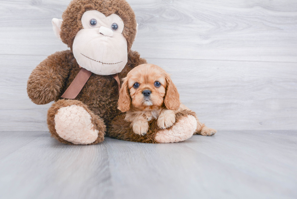 Cavalier King Charles Spaniel Pup Being Cute