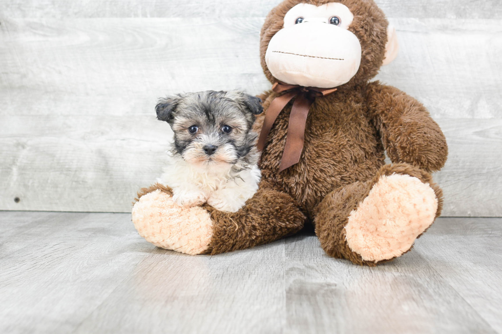 Hypoallergenic Havanese Purebred Pup