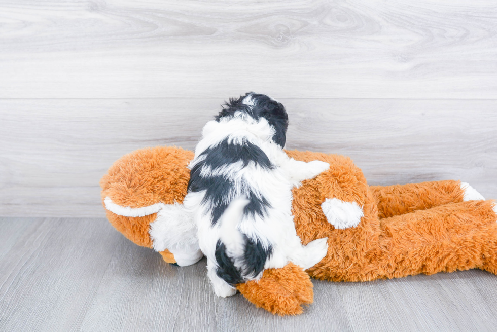 Smart Maltipoo Poodle Mix Pup