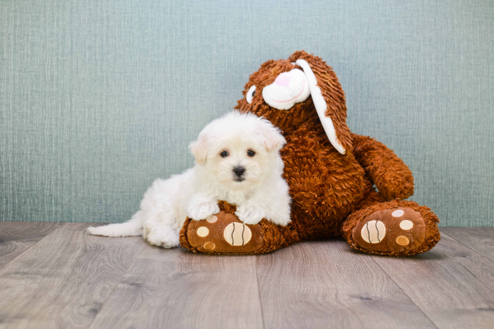 Best Maltese Baby