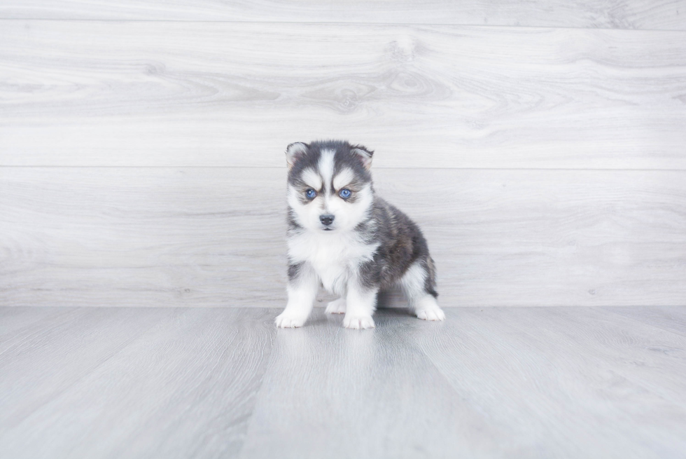 Pomsky Pup Being Cute