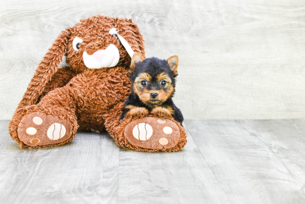 Meet Giselle - our Yorkshire Terrier Puppy Photo 