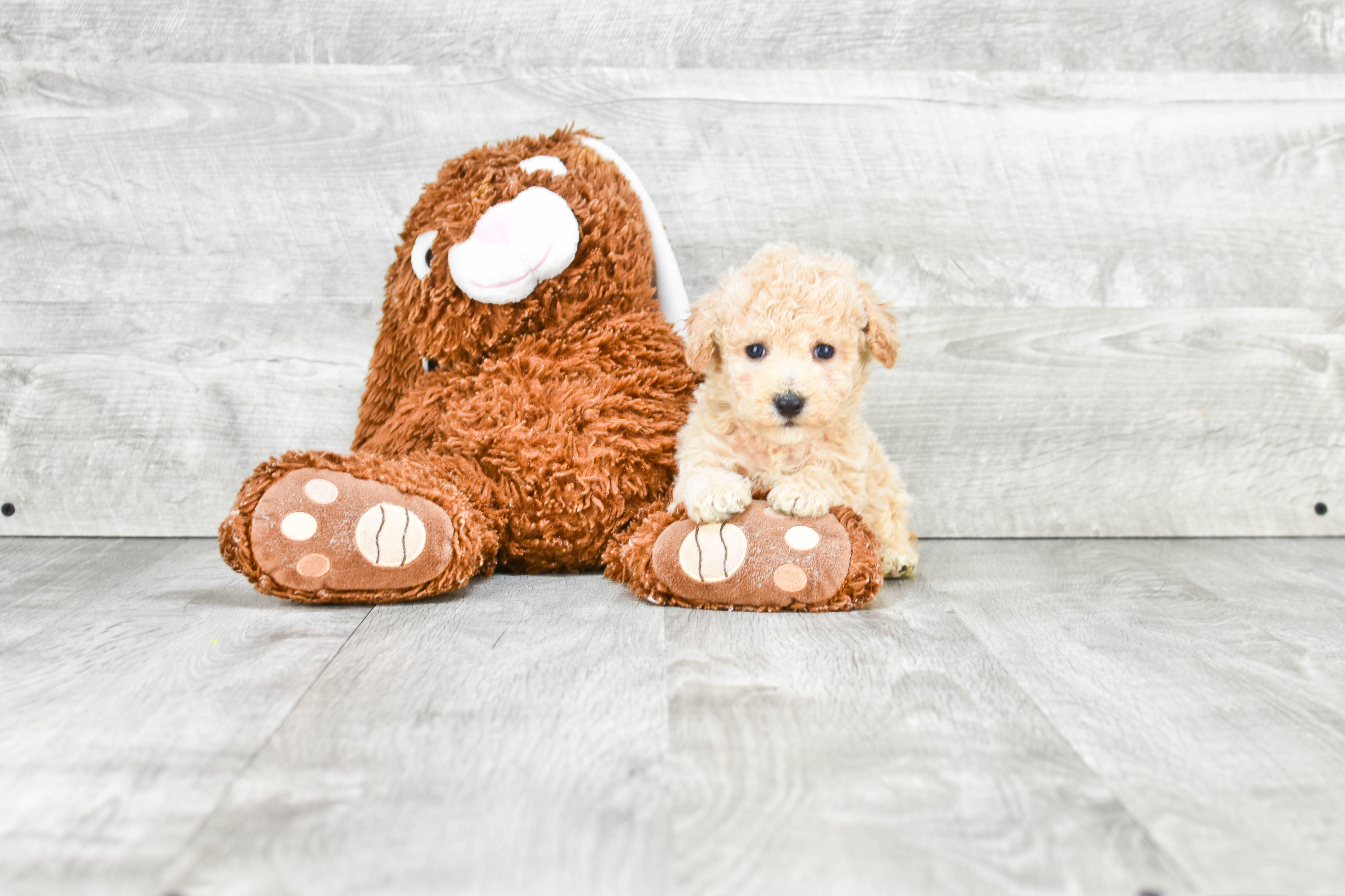 Happy Maltipoo Baby