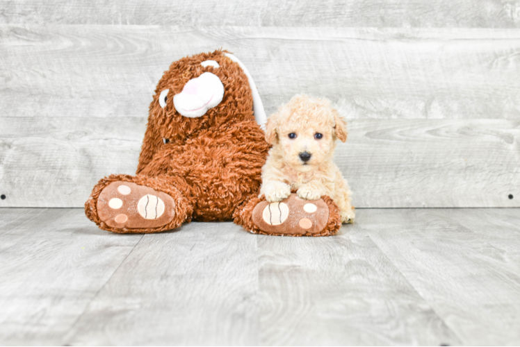 Happy Maltipoo Baby