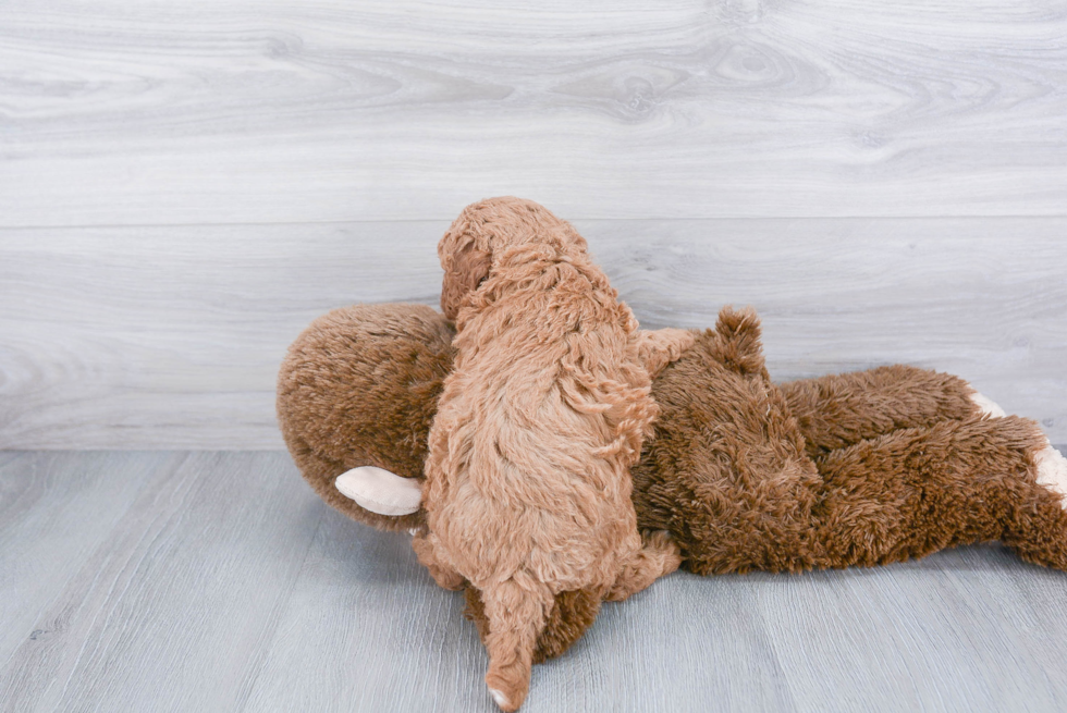 Cavapoo Pup Being Cute