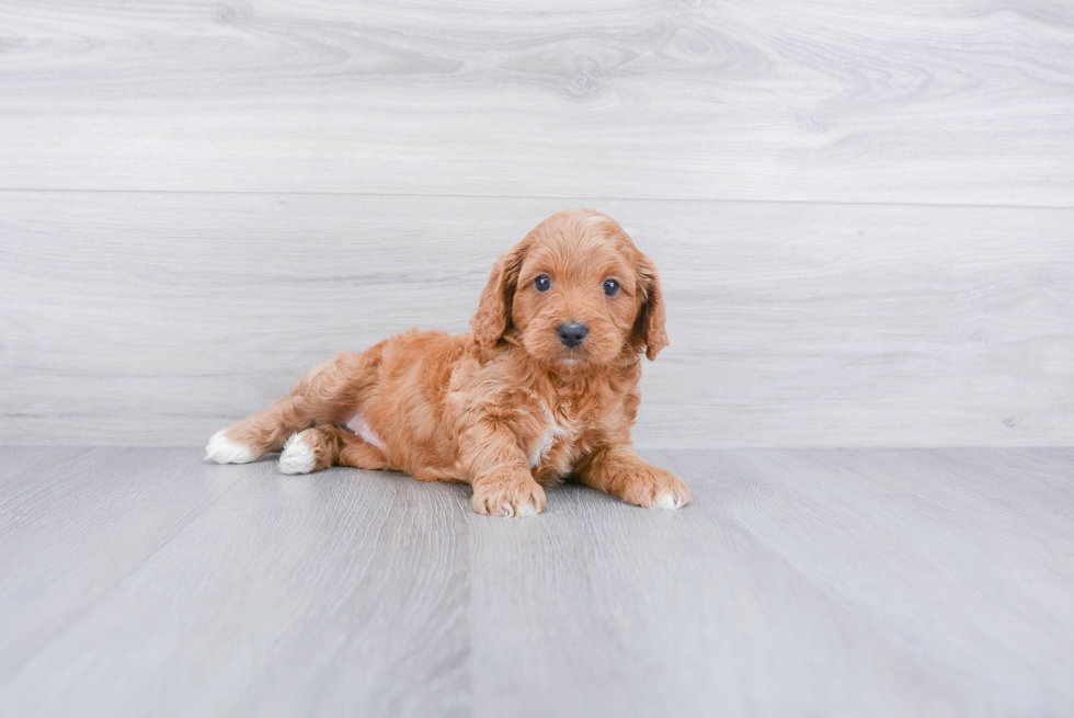 Cavapoo Pup Being Cute