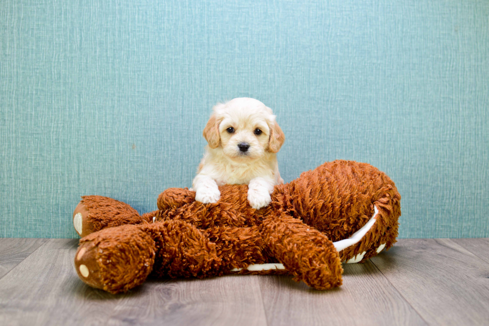 Petite Cavachon Designer Pup