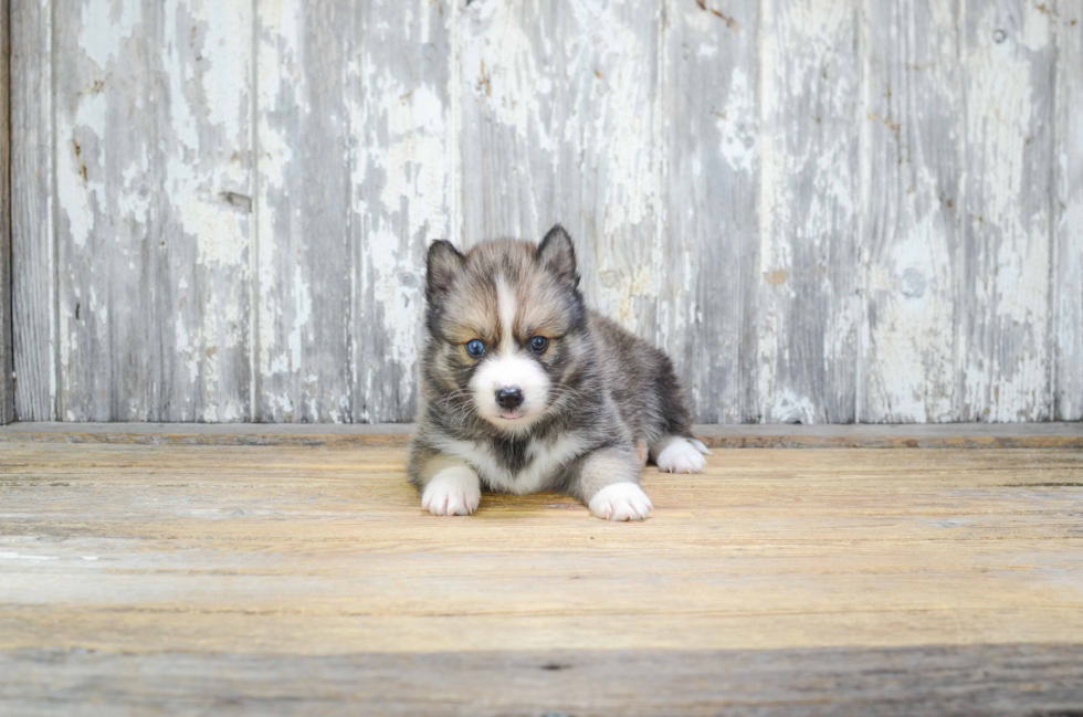 Hypoallergenic Mini Husky Designer Puppy