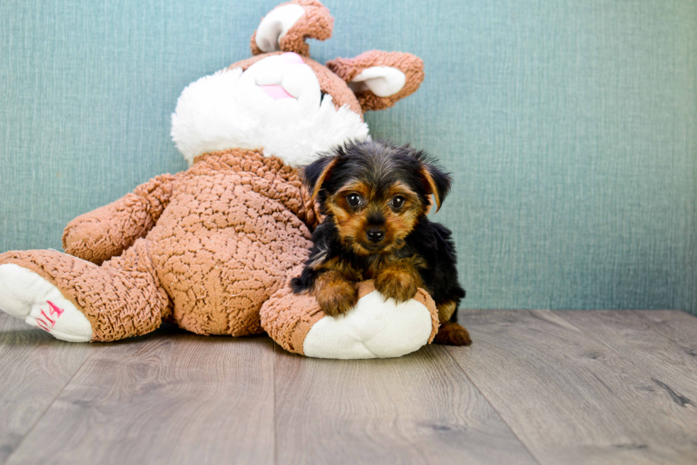 Meet Jeremy - our Yorkshire Terrier Puppy Photo 