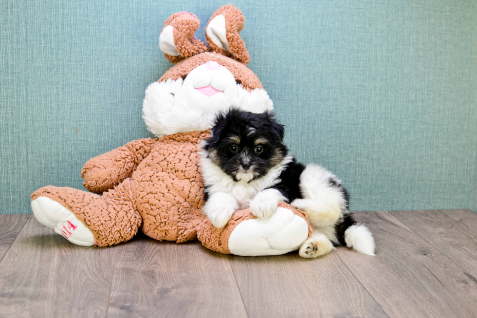 Maltipom Pup Being Cute