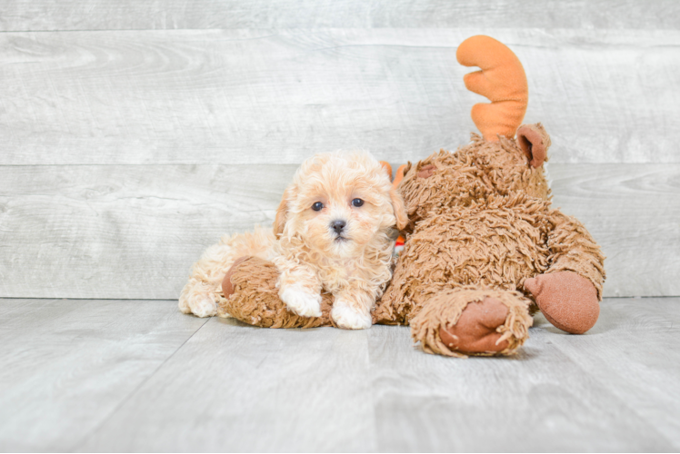 Smart Maltipoo Poodle Mix Pup