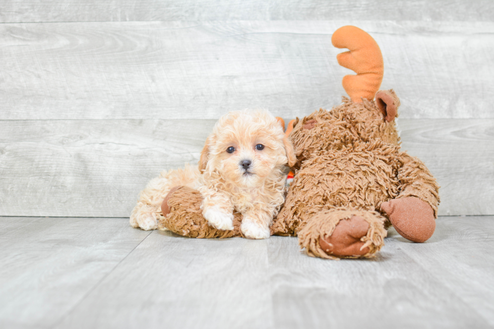 Smart Maltipoo Poodle Mix Pup