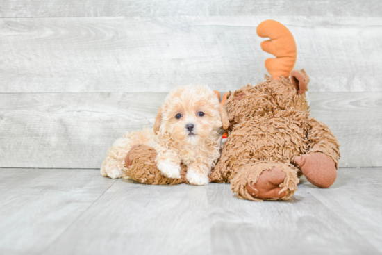 Smart Maltipoo Poodle Mix Pup