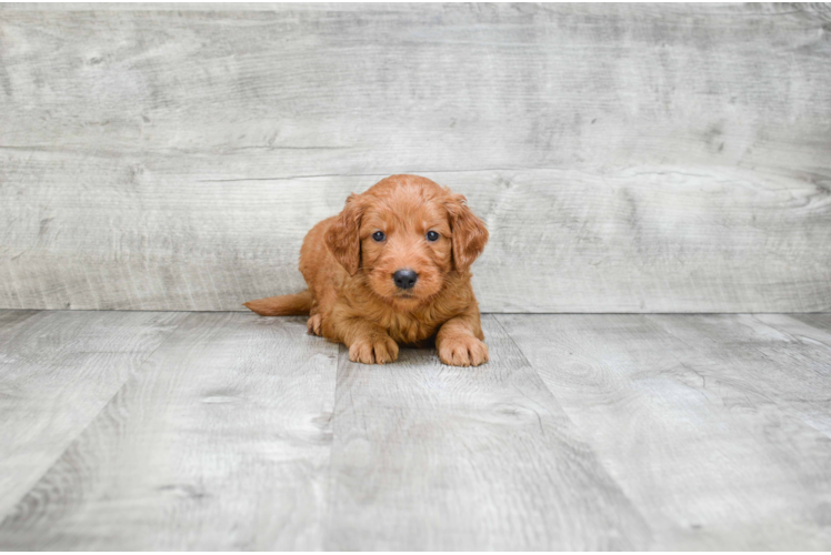 Little Golden Retriever Poodle Mix Puppy