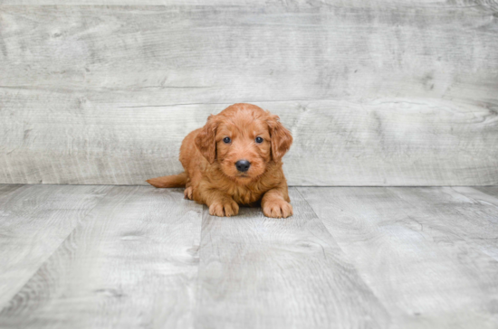 Little Golden Retriever Poodle Mix Puppy